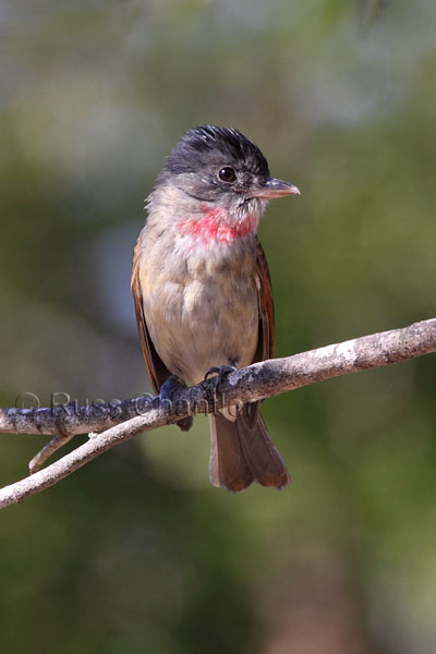 Rose-throated Becard © Russ Chantler